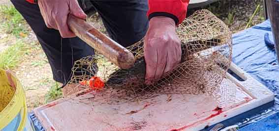 Betäuben und Töten von Fischen
