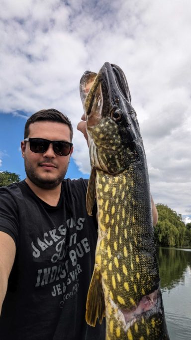 Hecht mit Kormoranbisswunde Weßling