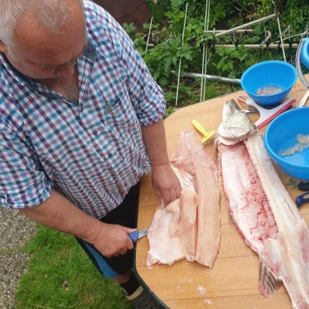 Vorführung Fische filetieren